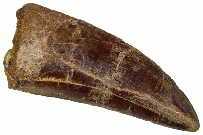 Serrated, Carcharodontosaurus Tooth - Real Dinosaur Tooth #242595